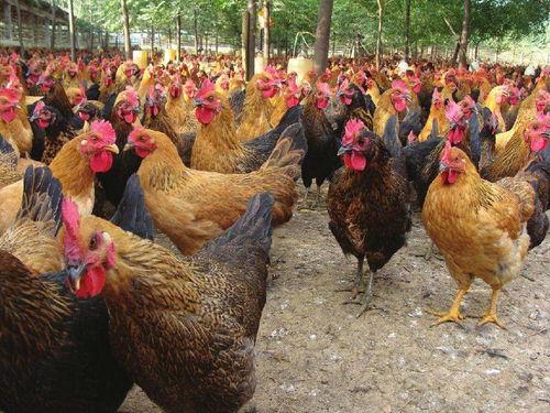 土鸡游戏爆料大全最新,揭秘热门游戏幕后故事与精彩瞬间 第1张 土鸡游戏爆料大全最新,揭秘热门游戏幕后故事与精彩瞬间 第1张