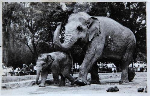 大笨象在线观看,一场奇妙的动物世界探险之旅  第3张